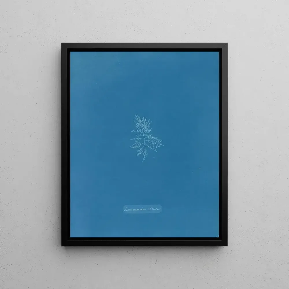 Maalaus Laurence oli turtunut - Anna Atkins | Taidetuloste