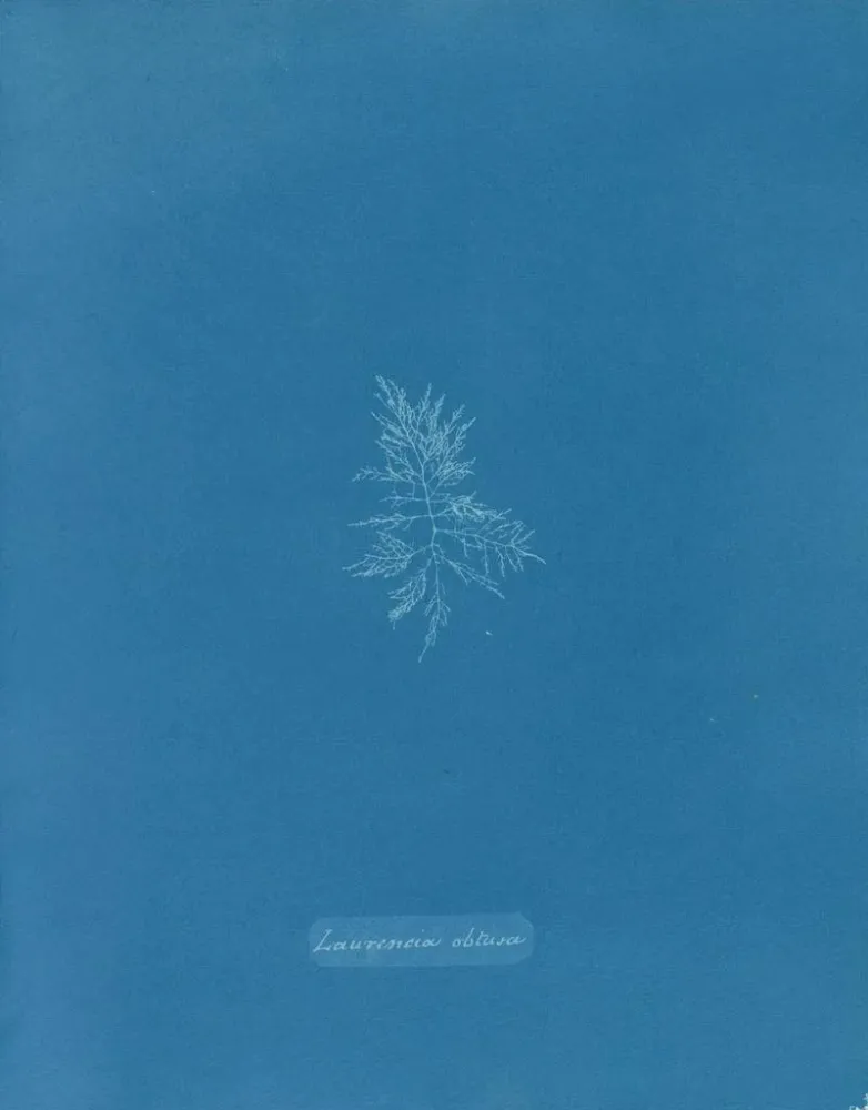 Maalaus Laurence oli turtunut - Anna Atkins | Taidetuloste