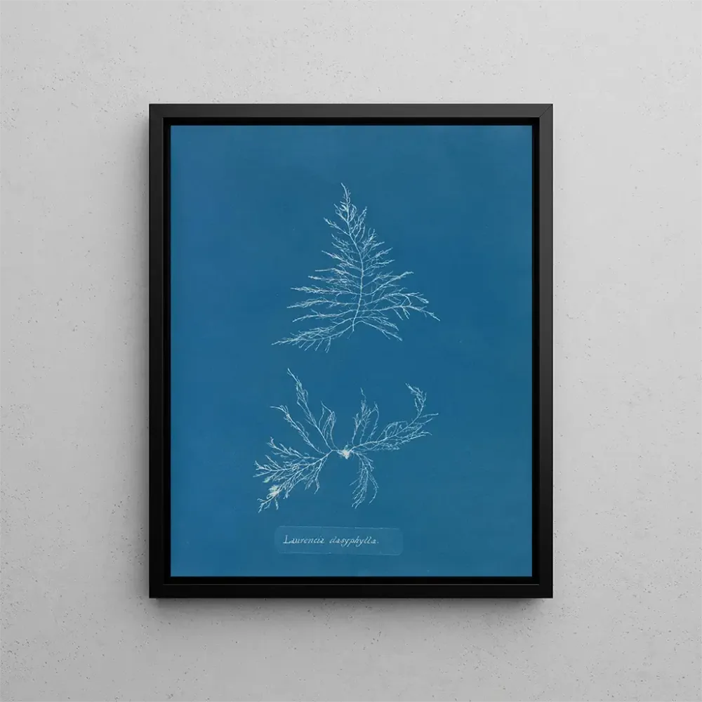 Maalaus Laurencia dasyphylla - Anna Atkins | Taidetuloste