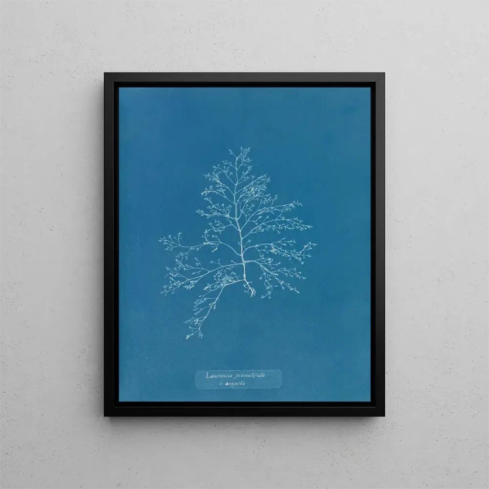 Maalaus Laurencia pinnatifida en angusta - Anna Atkins | Taidetuloste