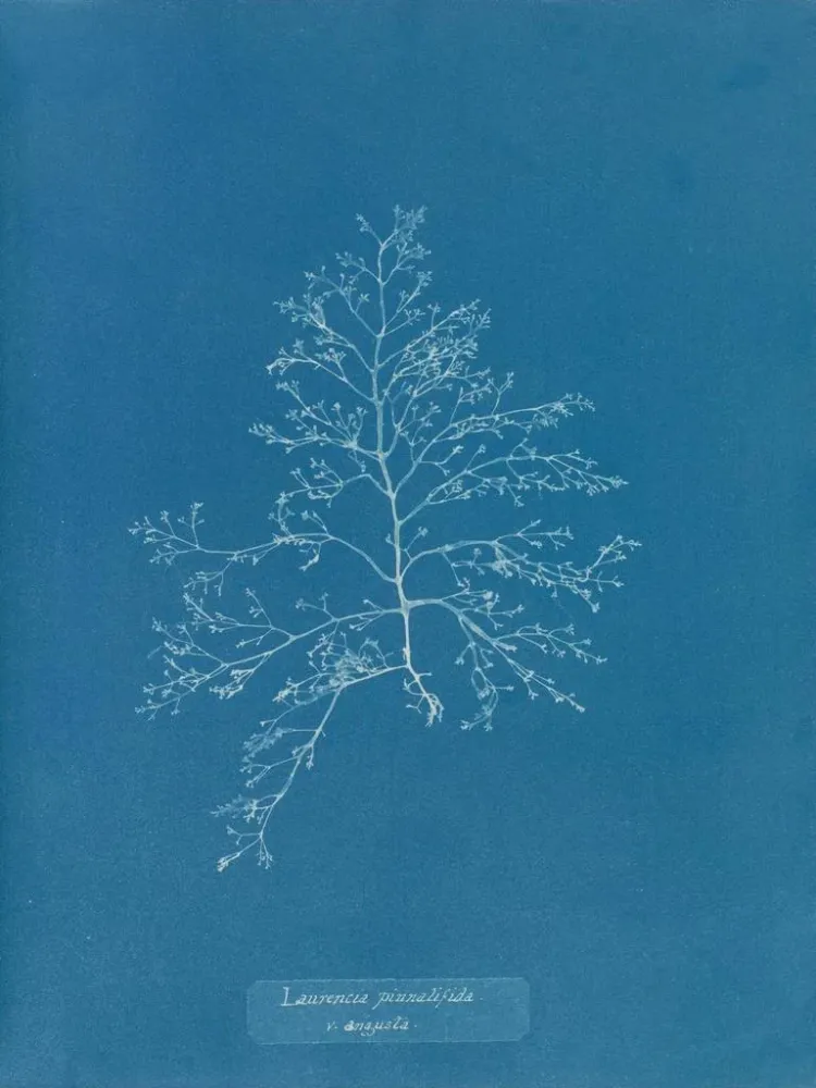 Maalaus Laurencia pinnatifida en angusta - Anna Atkins | Taidetuloste