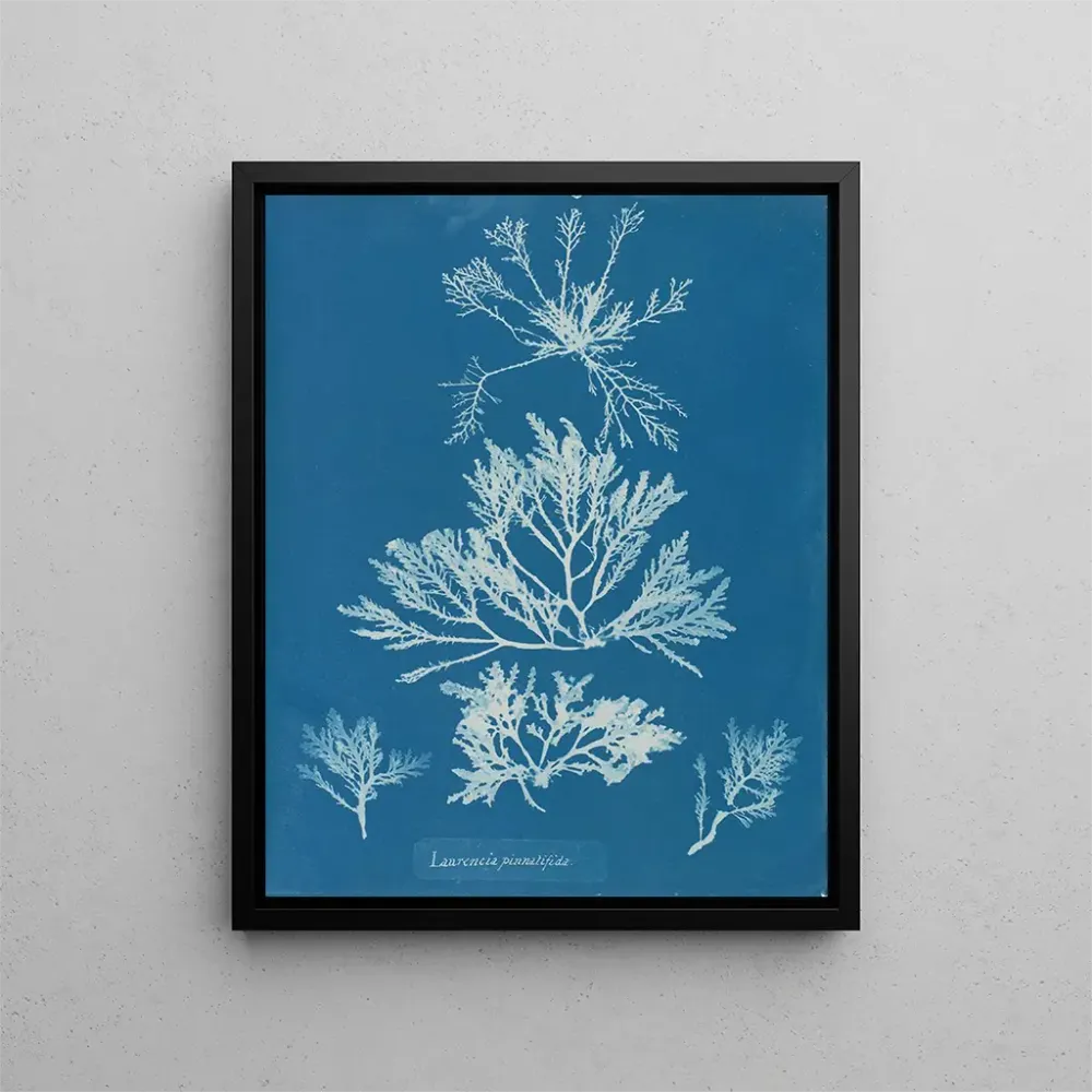 Maalaus Laurencia pinnatifida - Anna Atkins | Taidetuloste