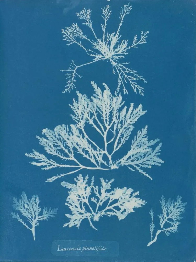 Maalaus Laurencia pinnatifida - Anna Atkins | Taidetuloste
