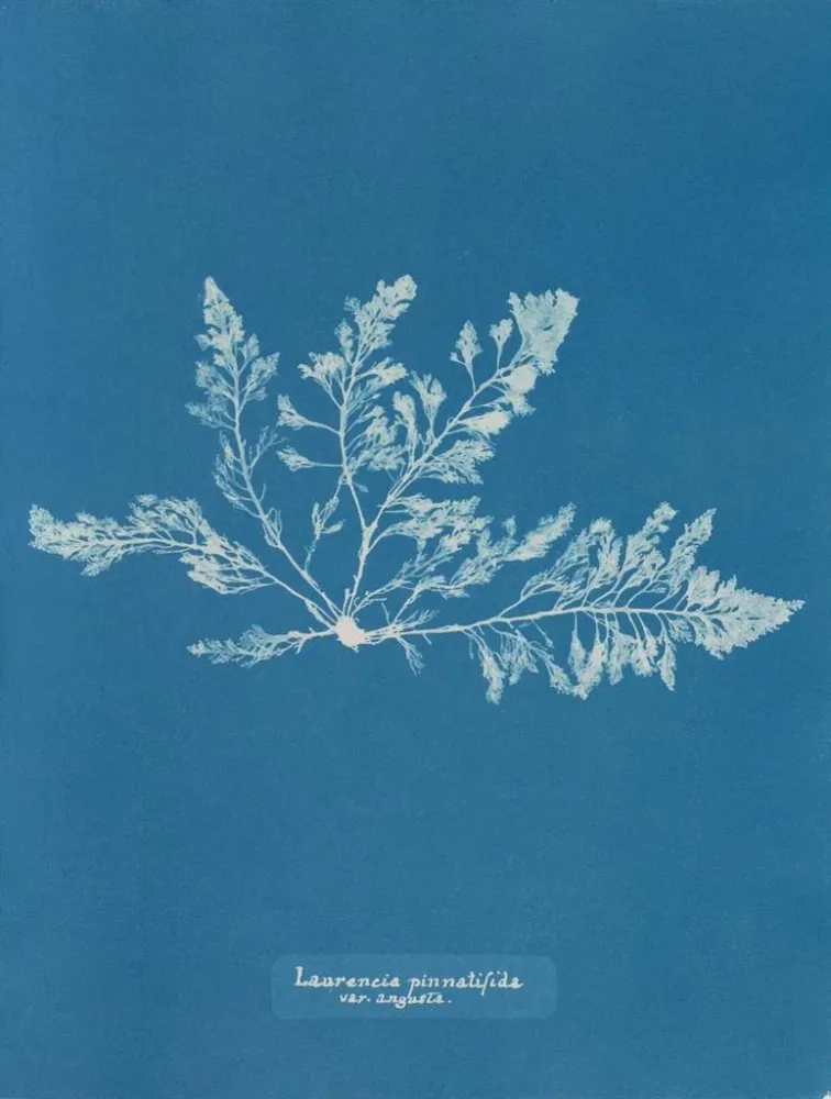 Maalaus Laurencia pinnatifida var. angusta - Anna Atkins | Taidetuloste