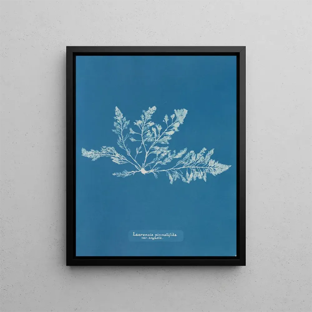 Maalaus Laurencia pinnatifida var. angusta - Anna Atkins | Taidetuloste