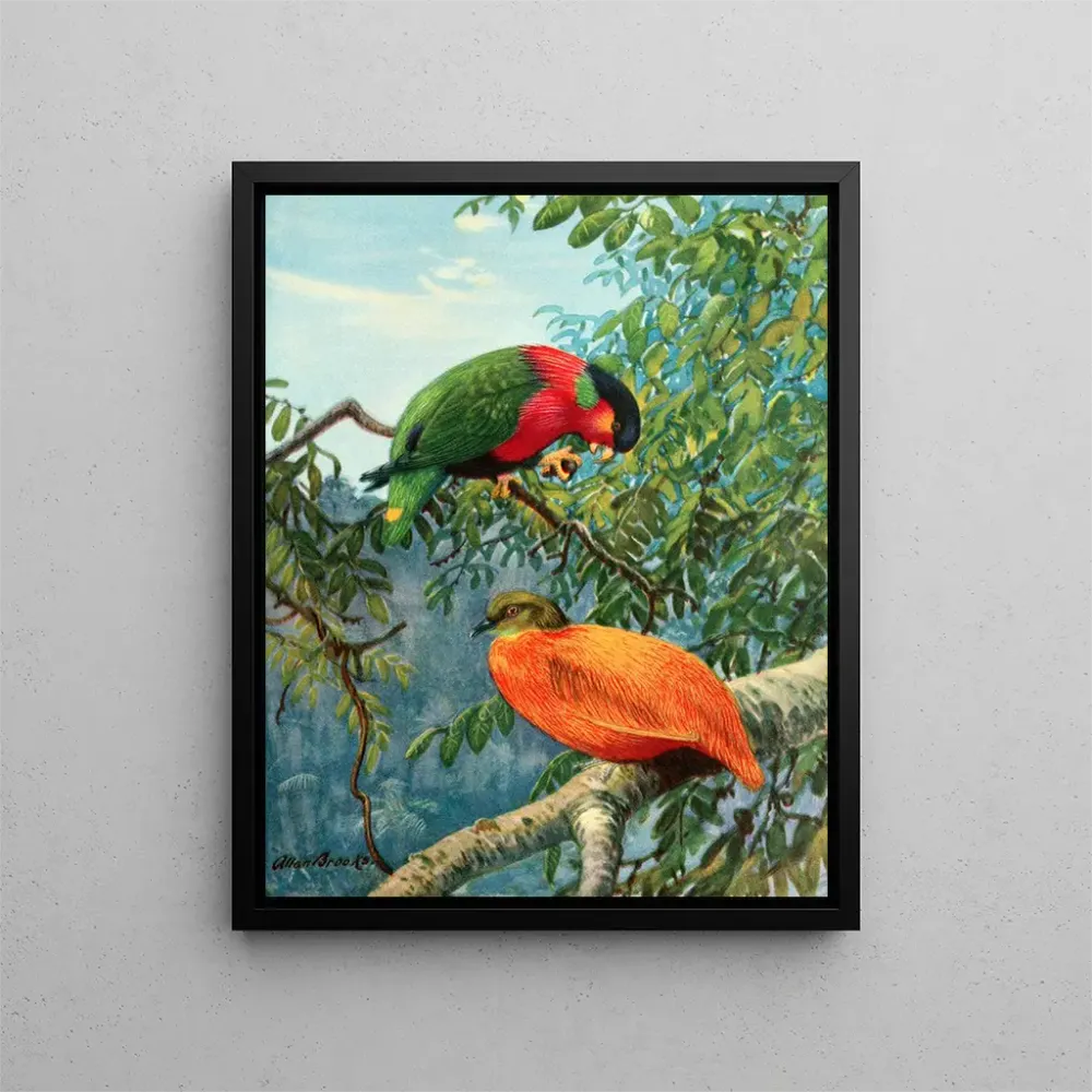Maalaus Lori des Fidji et colombe orange - Allan Brooks | Taidetuloste