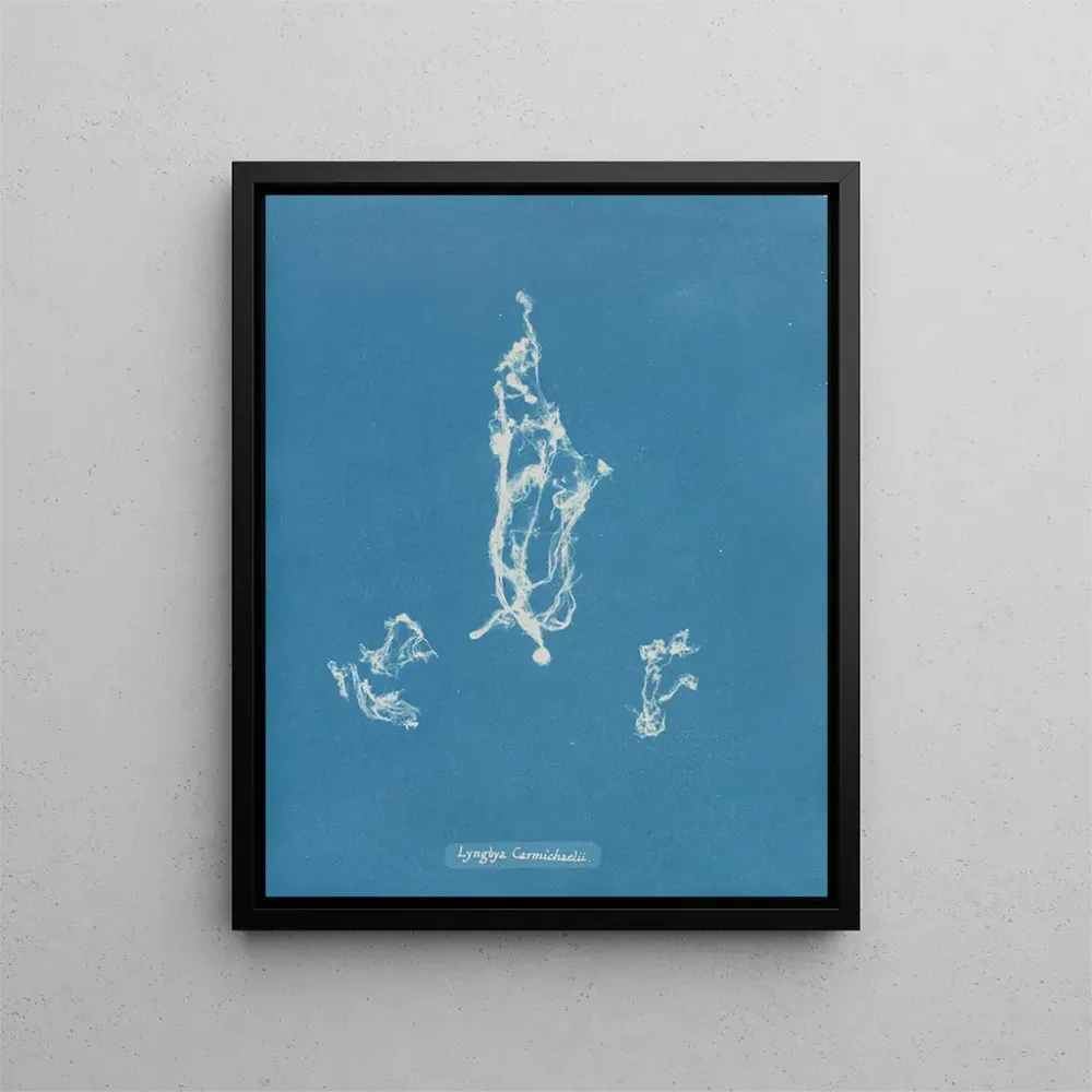Maalaus Lyngbya Carmichaelii - Anna Atkins | Taidetuloste