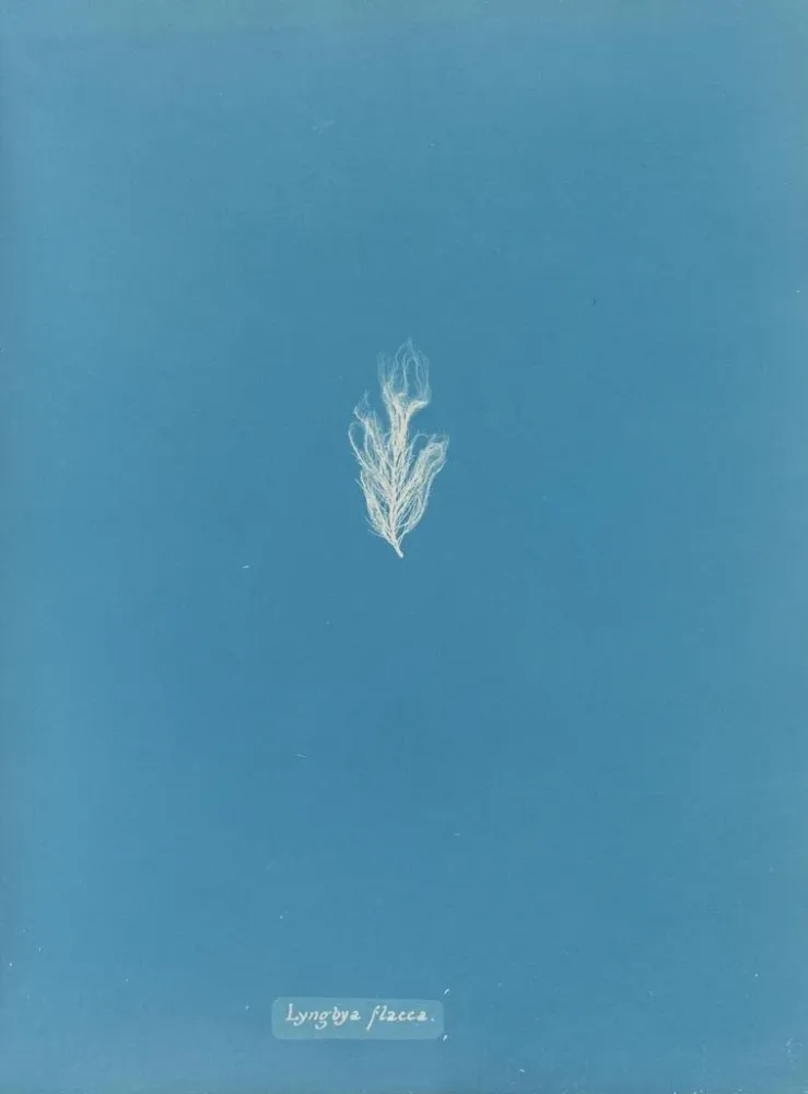 Maalaus Lyngbya flacca - Anna Atkins | Taidetuloste