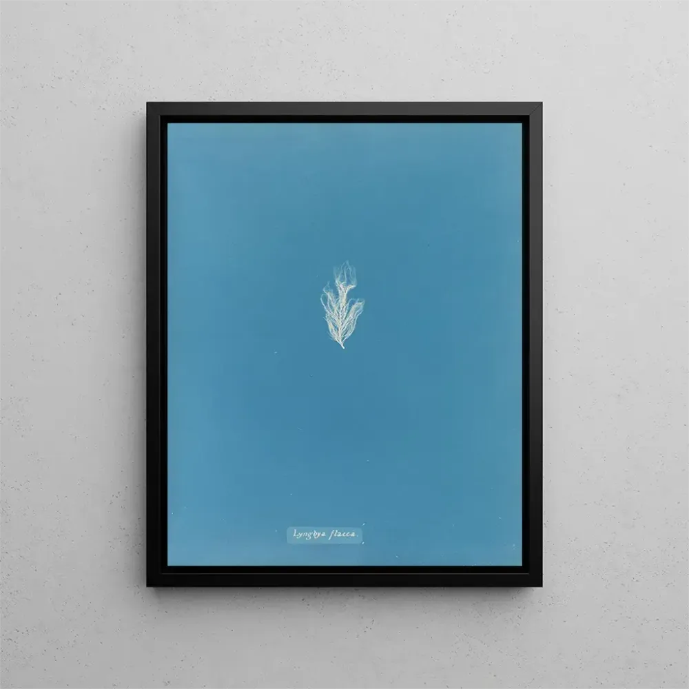 Maalaus Lyngbya flacca - Anna Atkins | Taidetuloste
