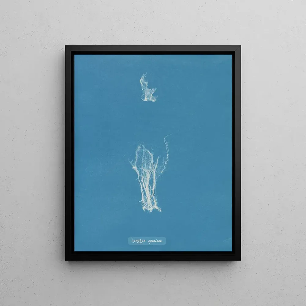 Maalaus Lyngbya speciosa - Anna Atkins | Taidetuloste