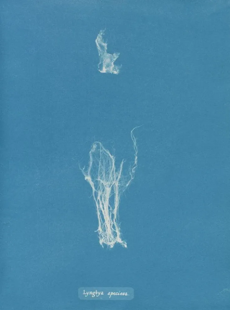 Maalaus Lyngbya speciosa - Anna Atkins | Taidetuloste