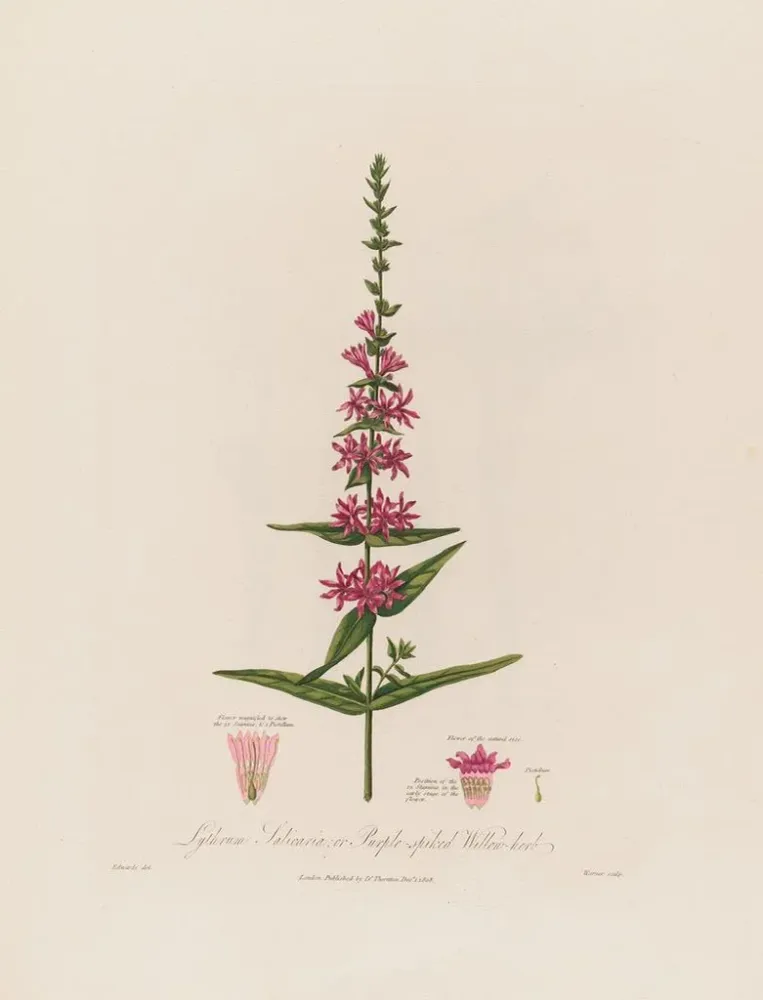 Maalaus Lythrum salicaria ou épilobe à fleurs pourpres - Robert John Thornton | Taidetuloste