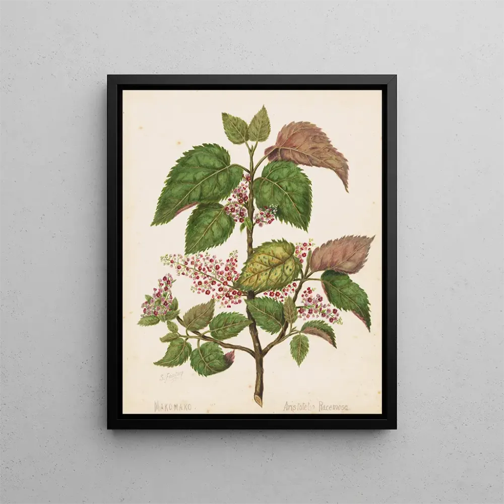 Maalaus Makomako Aristotelia racemosa - Sarah Featon | Taidetuloste