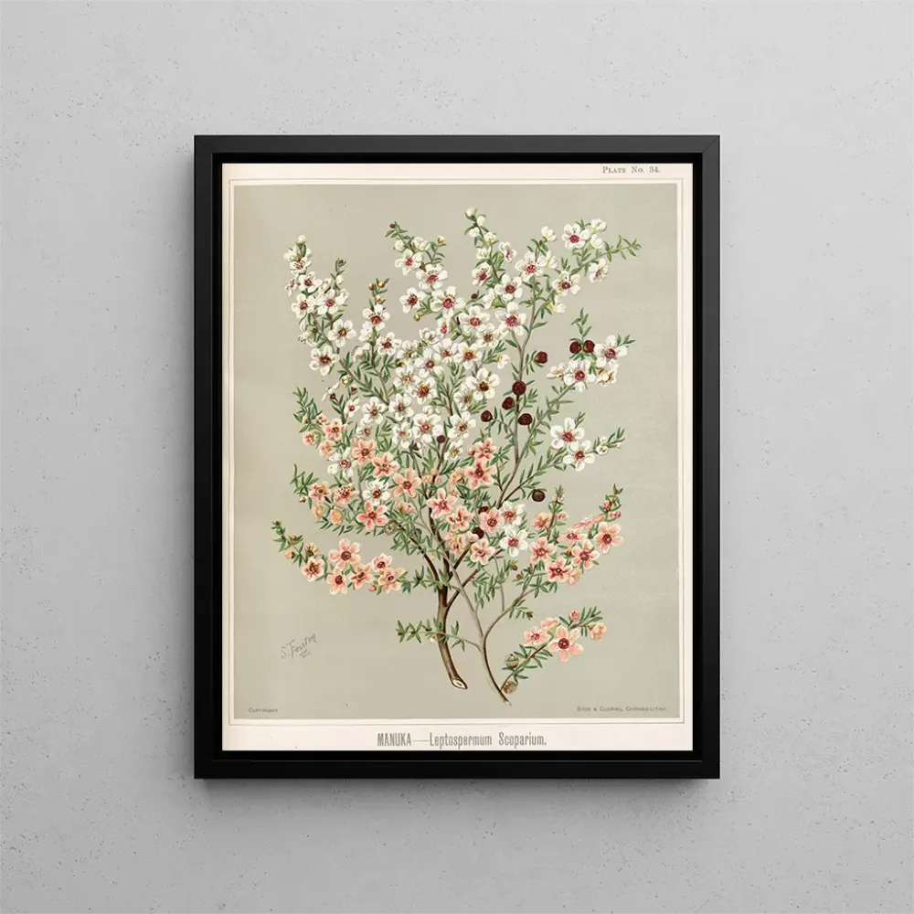 Maalaus Manuka Leptospermum scoparium - Sarah Featon | Taidetuloste
