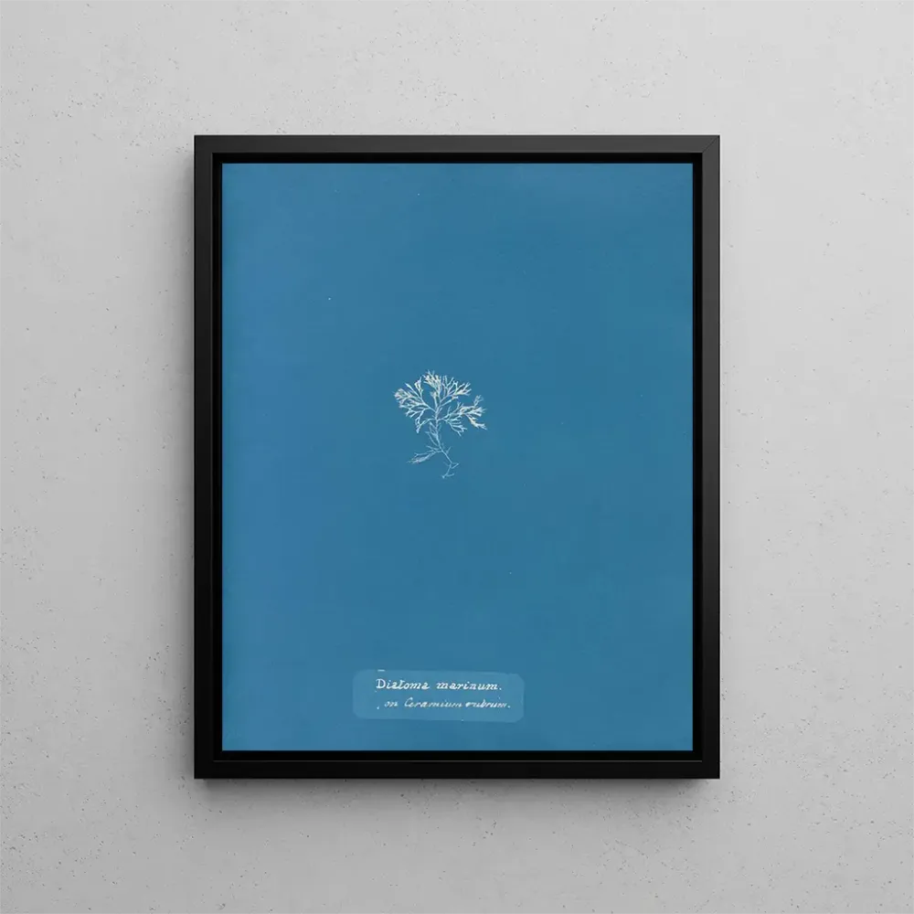 Maalaus Merelliset diatomit Ceramium punaisella - Anna Atkins | Taidetuloste