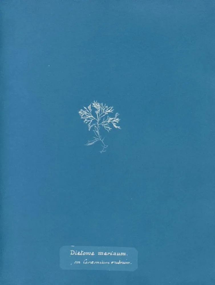Maalaus Merelliset diatomit Ceramium punaisella - Anna Atkins | Taidetuloste