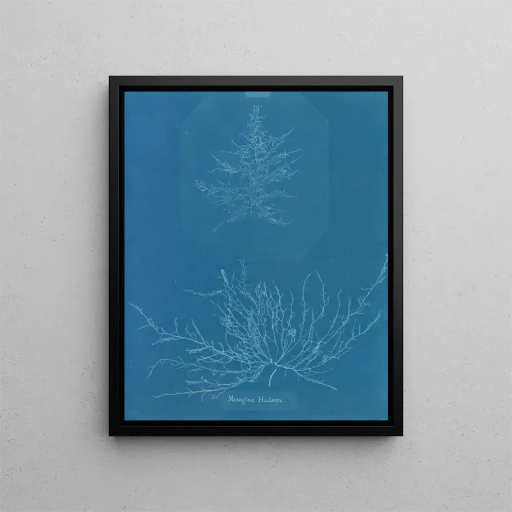 Maalaus Mesogloia Hudsonii - Anna Atkins | Taidetuloste
