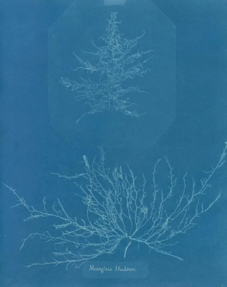 Maalaus Mesogloia Hudsonii - Anna Atkins | Taidetuloste