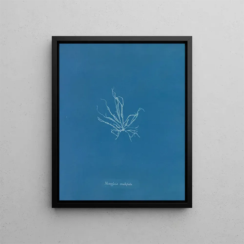 Maalaus Mesogloia mutifida - Anna Atkins | Taidetuloste