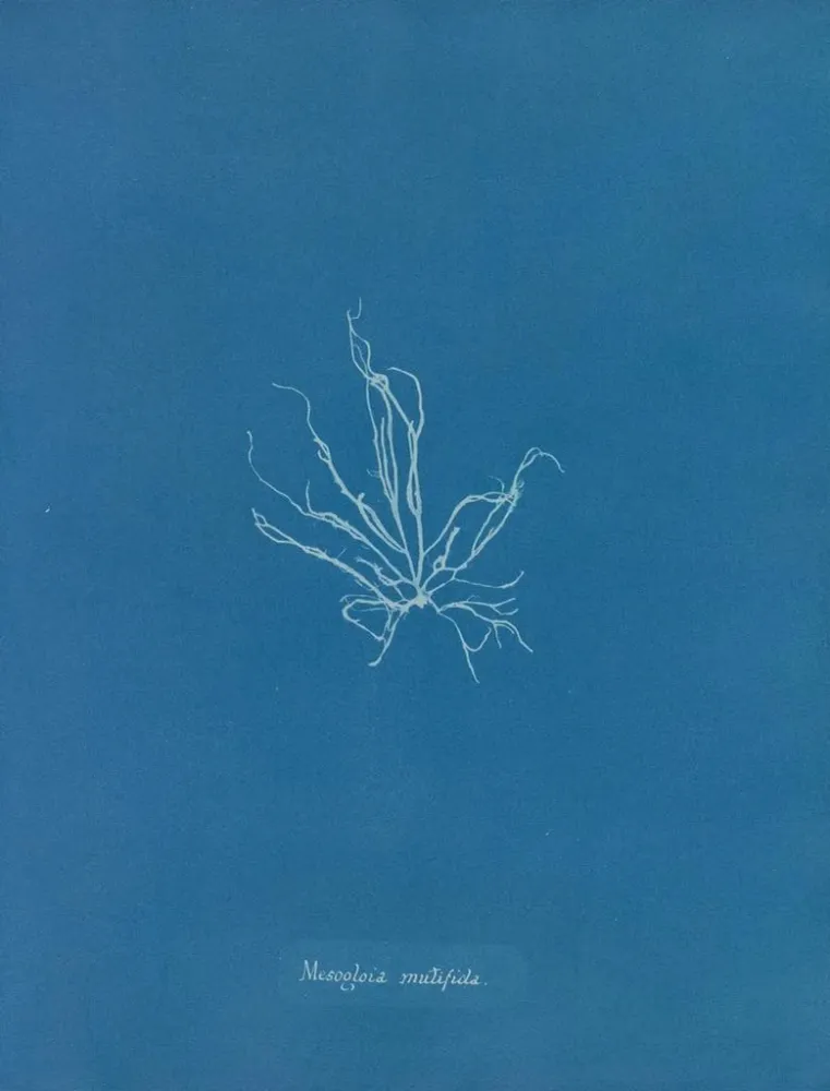 Maalaus Mesogloia mutifida - Anna Atkins | Taidetuloste