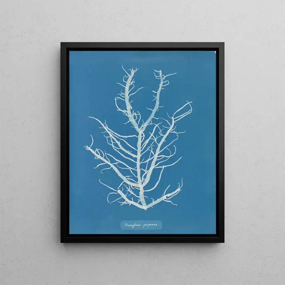Maalaus Mesogloia purpurea - Anna Atkins | Taidetuloste