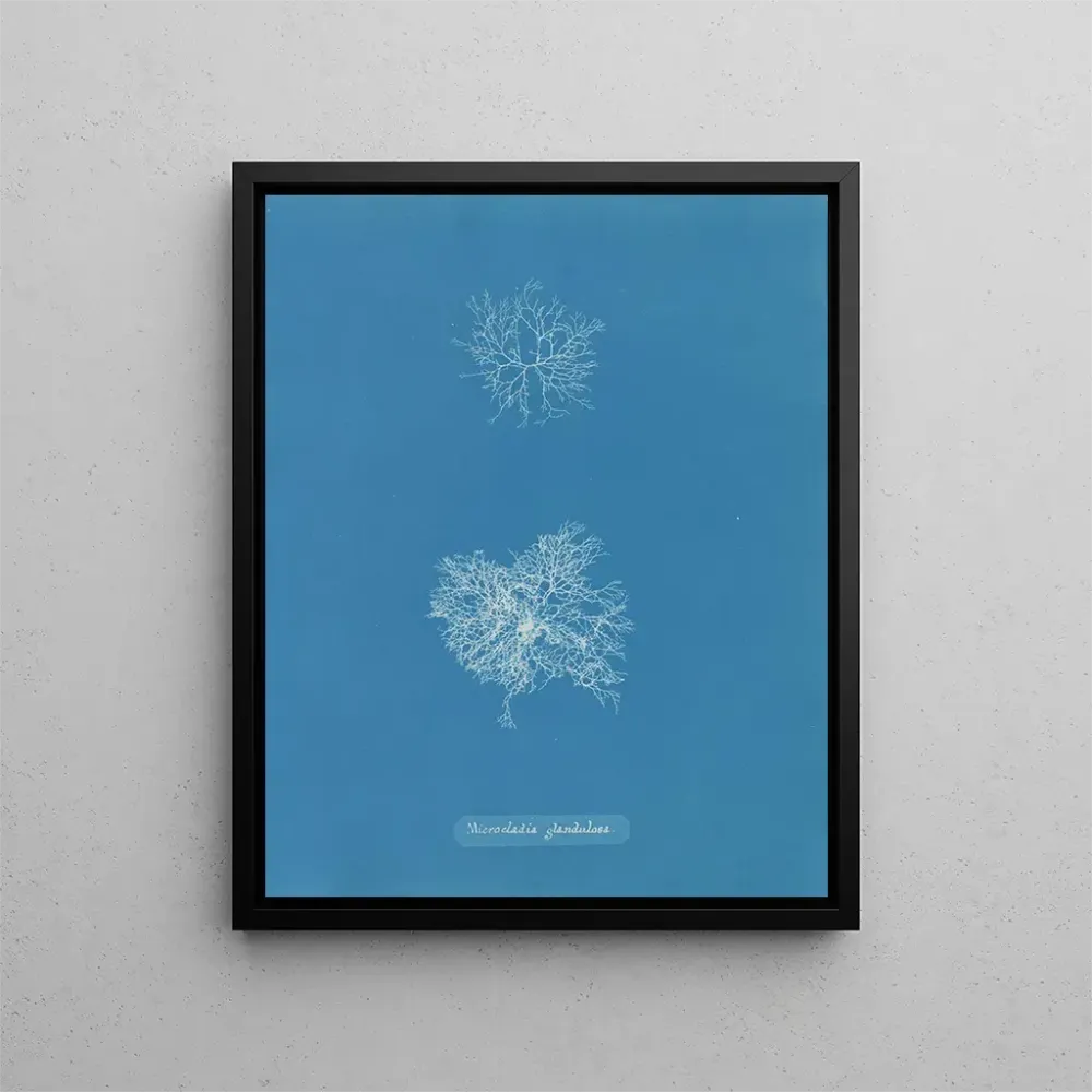 Maalaus Microcladia glandulosa - Anna Atkins | Taidetuloste