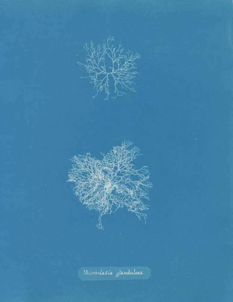 Maalaus Microcladia glandulosa - Anna Atkins | Taidetuloste