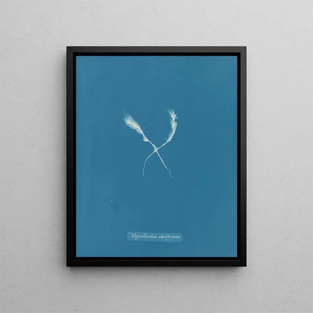 Maalaus Myriotrichia claviformis - Anna Atkins | Taidetuloste
