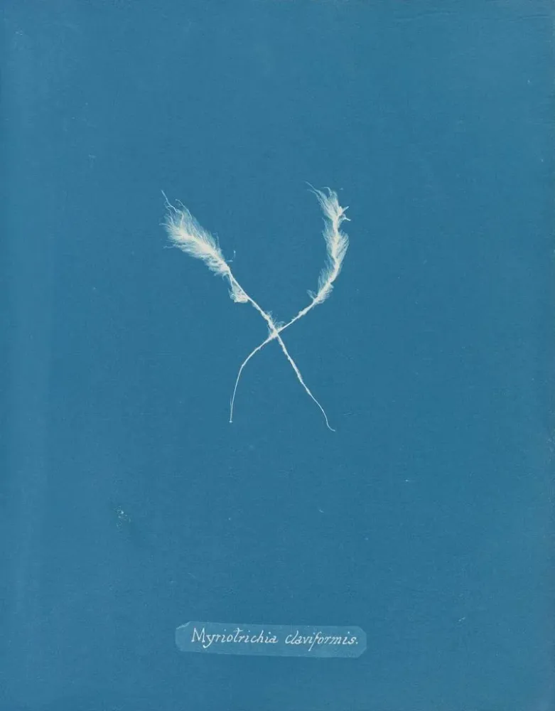 Maalaus Myriotrichia claviformis - Anna Atkins | Taidetuloste