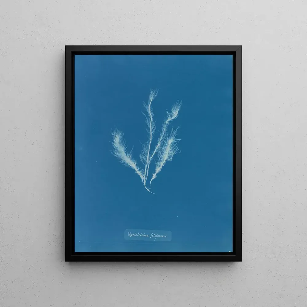 Maalaus Myriotrichia filiformis - Anna Atkins | Taidetuloste