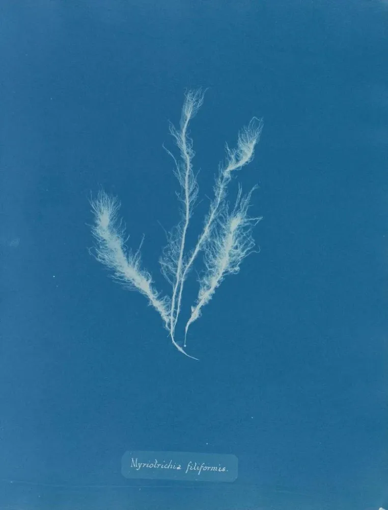 Maalaus Myriotrichia filiformis - Anna Atkins | Taidetuloste