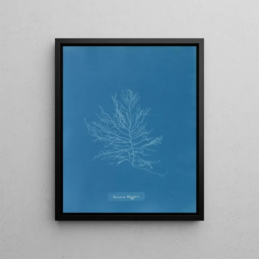 Maalaus Naccaria Wigghii - Anna Atkins | Taidetuloste