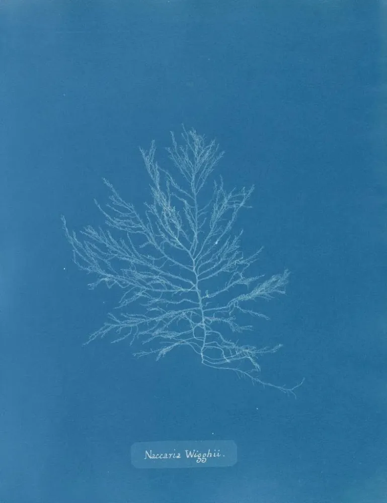 Maalaus Naccaria Wigghii - Anna Atkins | Taidetuloste