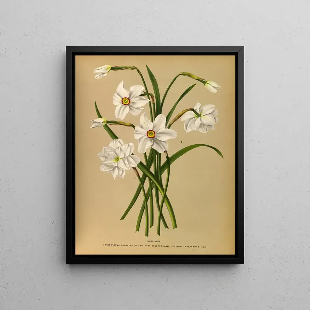 Maalaus Narcisse 4 - Arentina Hendrica Arendsen | Taidetuloste