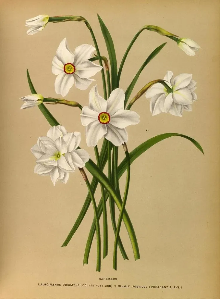 Maalaus Narcisse 4 - Arentina Hendrica Arendsen | Taidetuloste