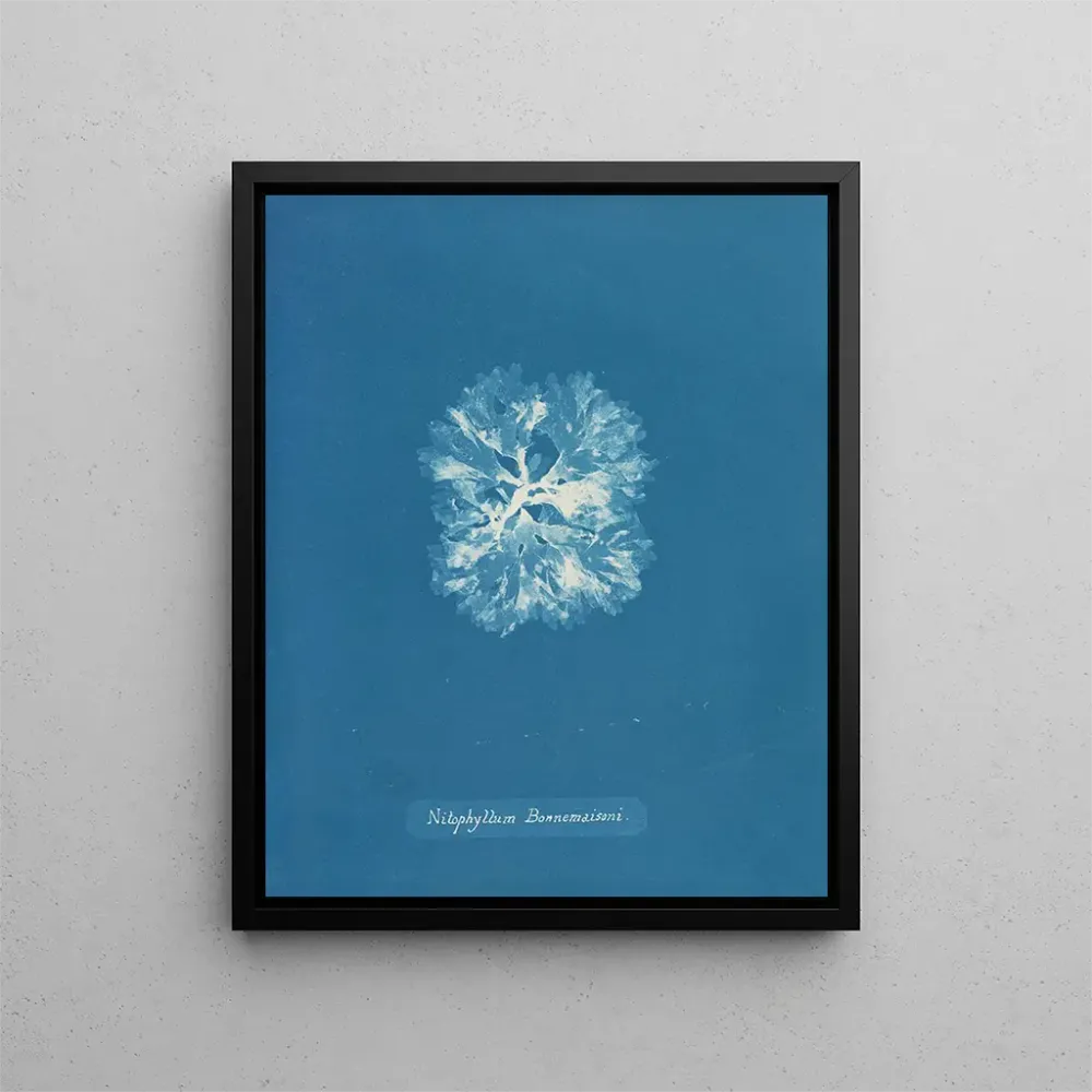 Maalaus Nitophyllum Bonnemaisoni - Anna Atkins | Taidetuloste