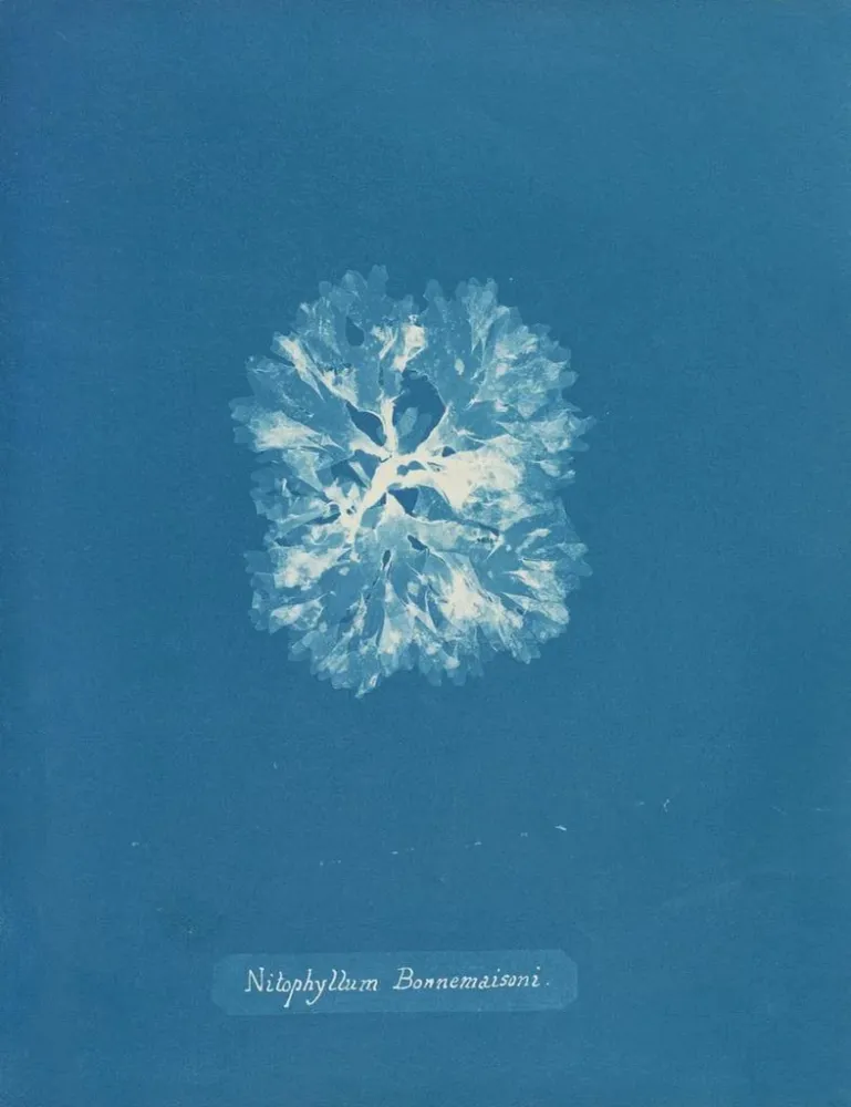 Maalaus Nitophyllum Bonnemaisoni - Anna Atkins | Taidetuloste