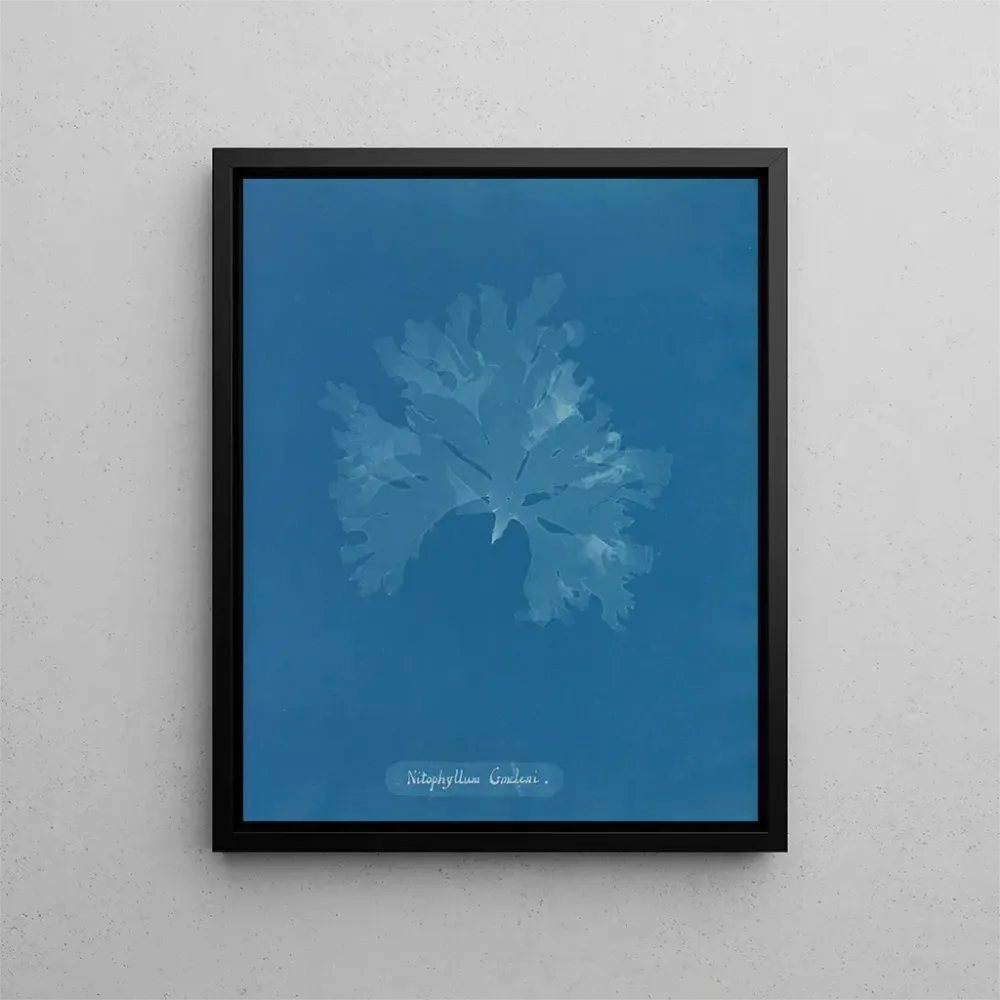 Maalaus Nitophyllum Gmeleni - Anna Atkins | Taidetuloste