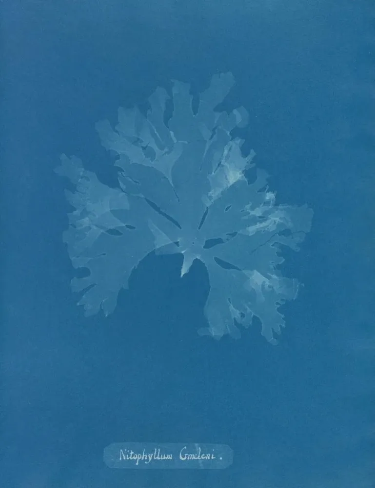 Maalaus Nitophyllum Gmeleni - Anna Atkins | Taidetuloste