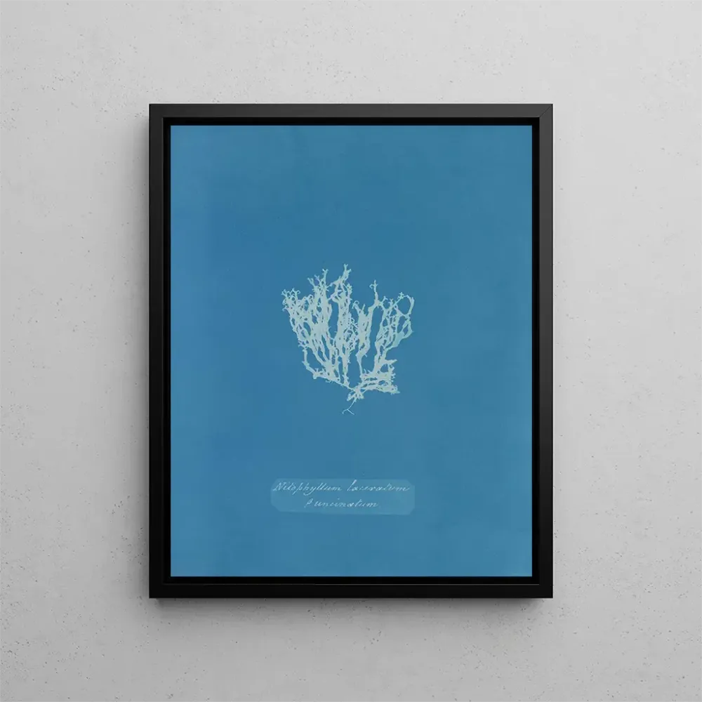 Maalaus Nitophyllum laceratum - Anna Atkins | Taidetuloste