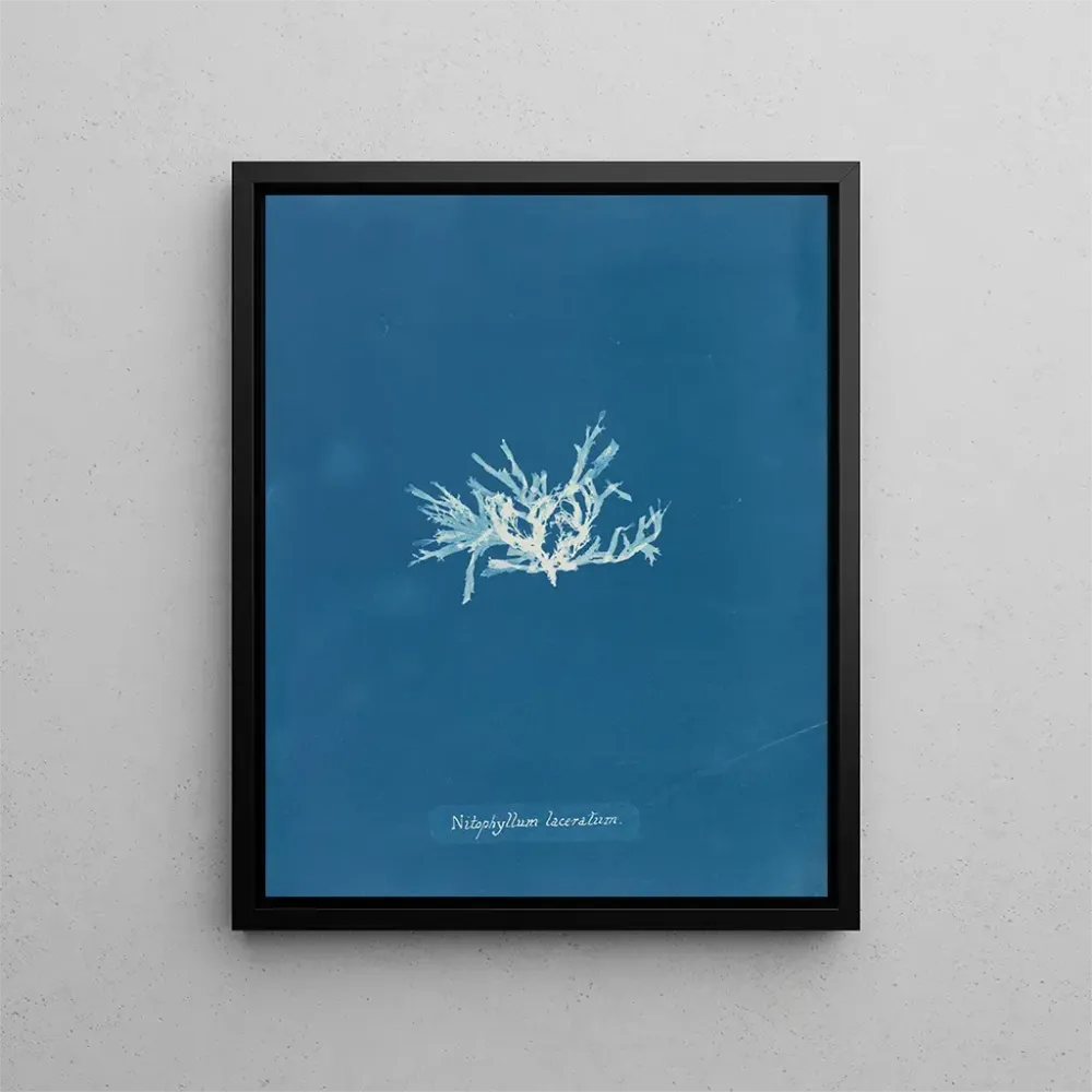 Maalaus Nitophyllum lacéré - Anna Atkins | Taidetuloste
