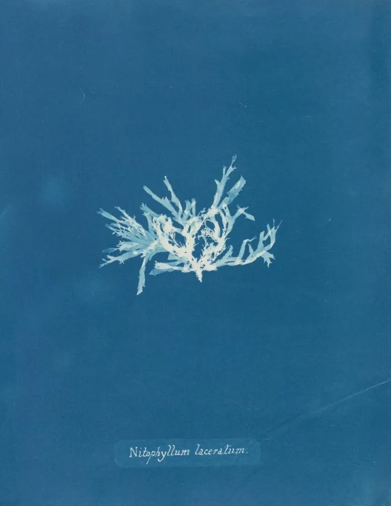 Maalaus Nitophyllum lacéré - Anna Atkins | Taidetuloste