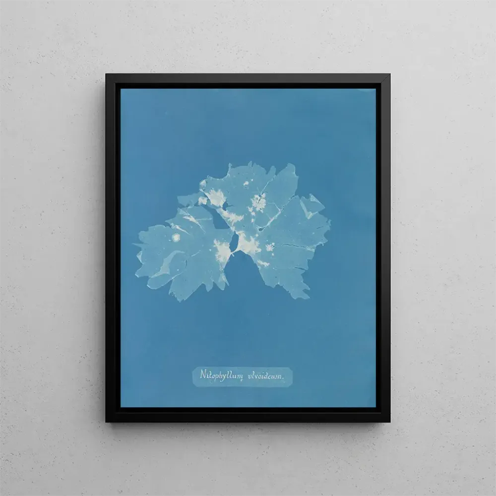 Maalaus Nitophyllum ulvoideum - Anna Atkins | Taidetuloste
