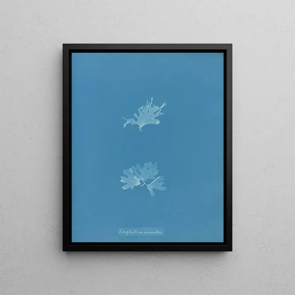 Maalaus Nitophyllum versicolor - Anna Atkins | Taidetuloste