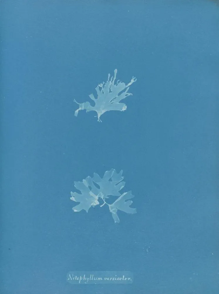 Maalaus Nitophyllum versicolor - Anna Atkins | Taidetuloste