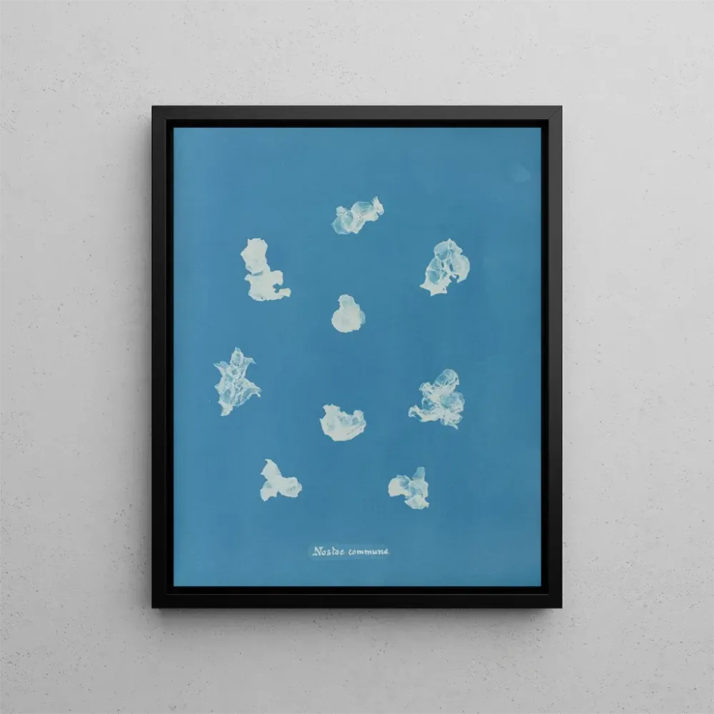 Maalaus Nostoe commune - Anna Atkins | Taidetuloste