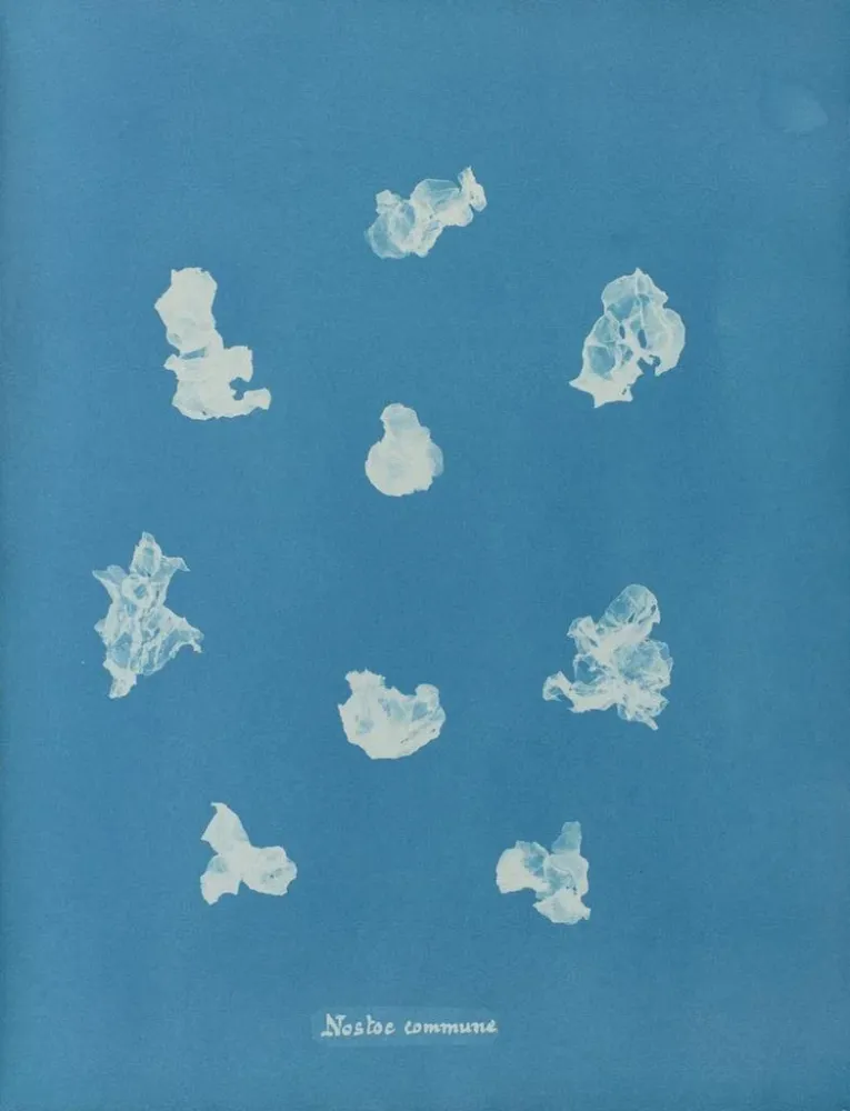 Maalaus Nostoe commune - Anna Atkins | Taidetuloste