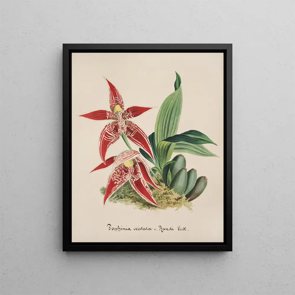 Maalaus Orchidien kokoelma Pl56 - Anonyymi