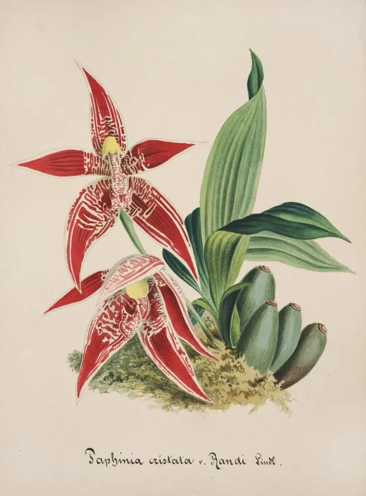 Maalaus Orchidien kokoelma Pl56 - Anonyymi
