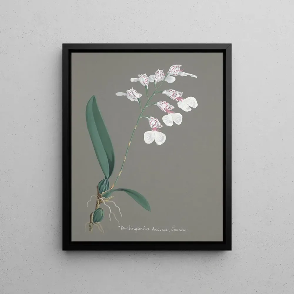 Maalaus Orchidien kokoelma Pl79 - Anonyymi
